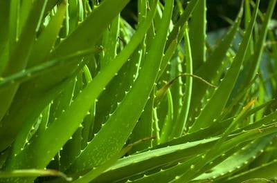 Fresh Aloe Vera leaves